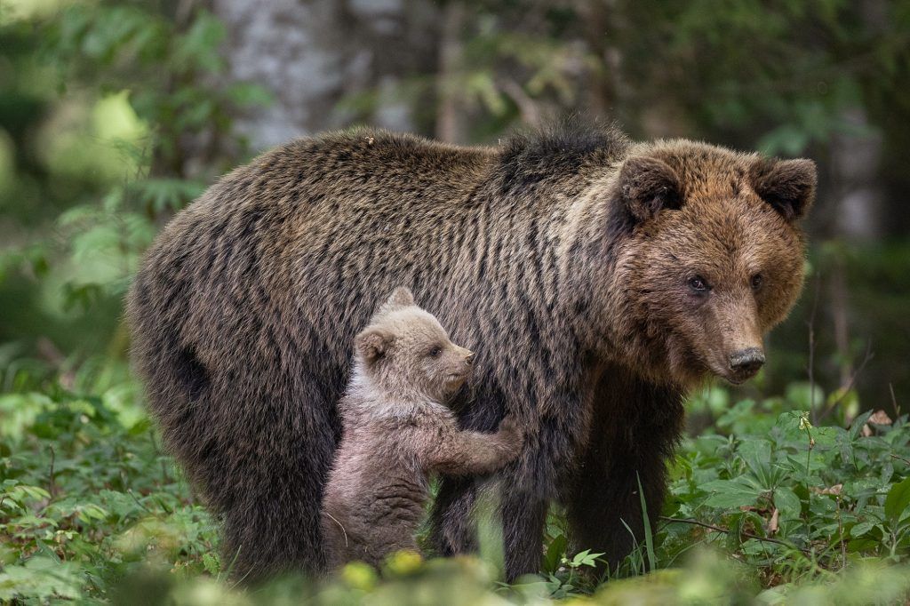 viaje fotografico osos eslovenia
