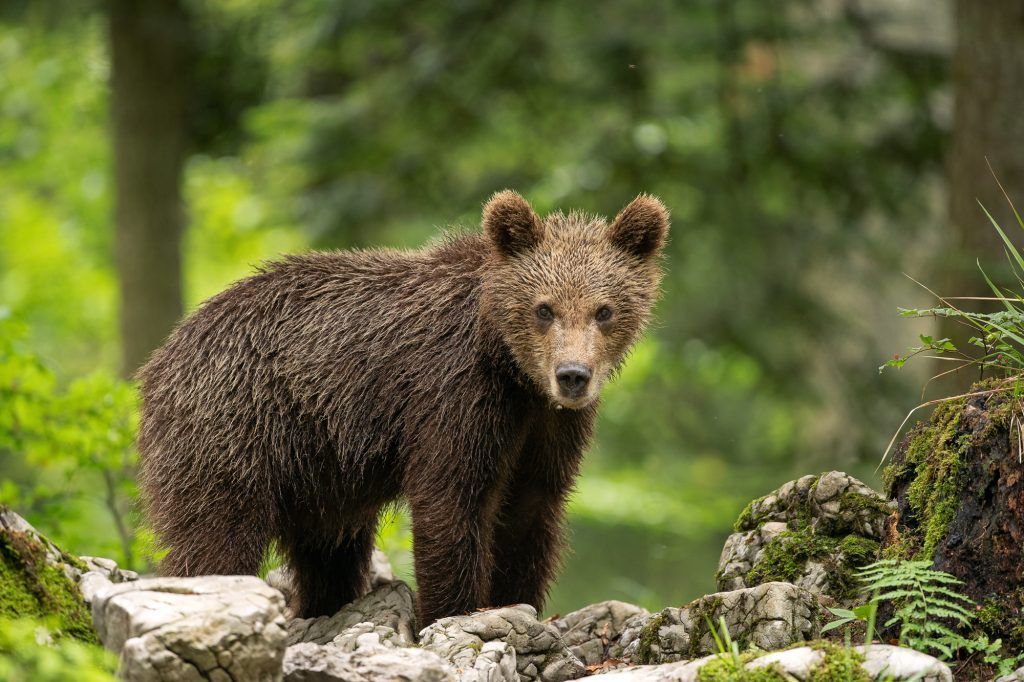 viaje fotografico eslovenia osos