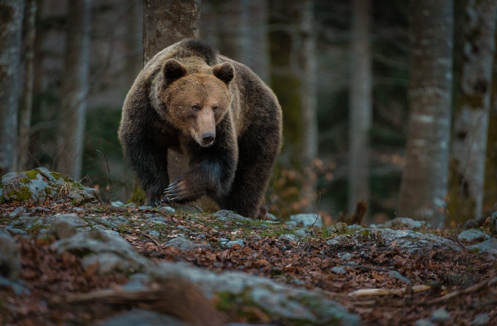 viaje fotografico eslovenia osos