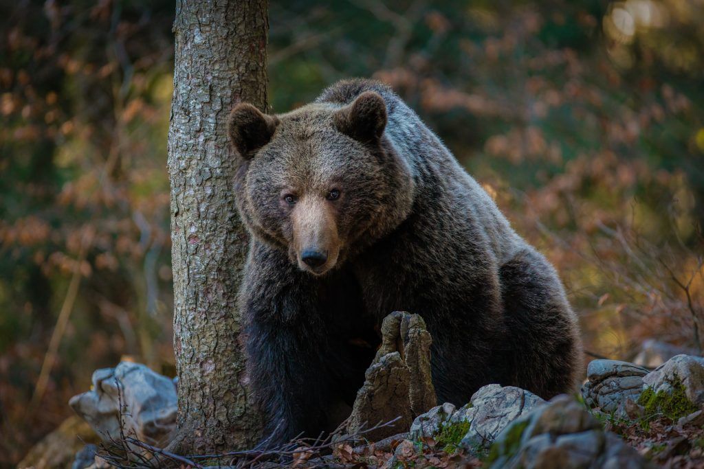 viaje fotografico osos