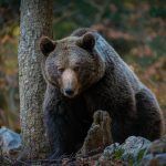 viaje fotografico osos