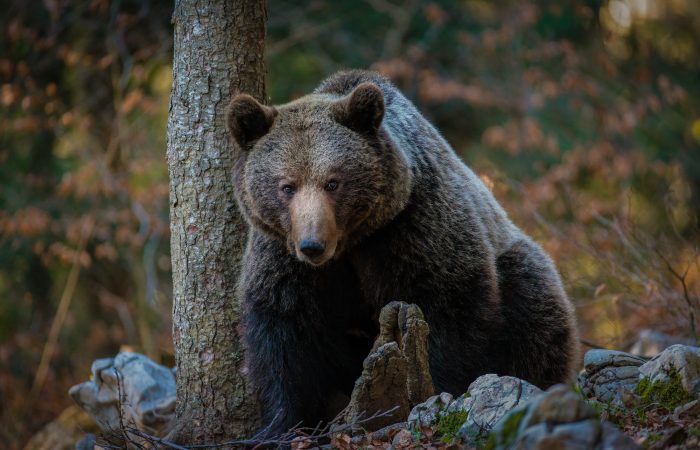 viaje fotografico osos