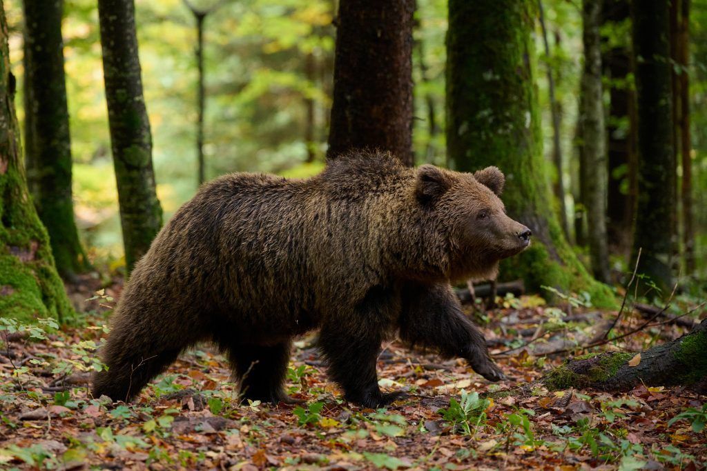 viaje fotografico eslovenia osos