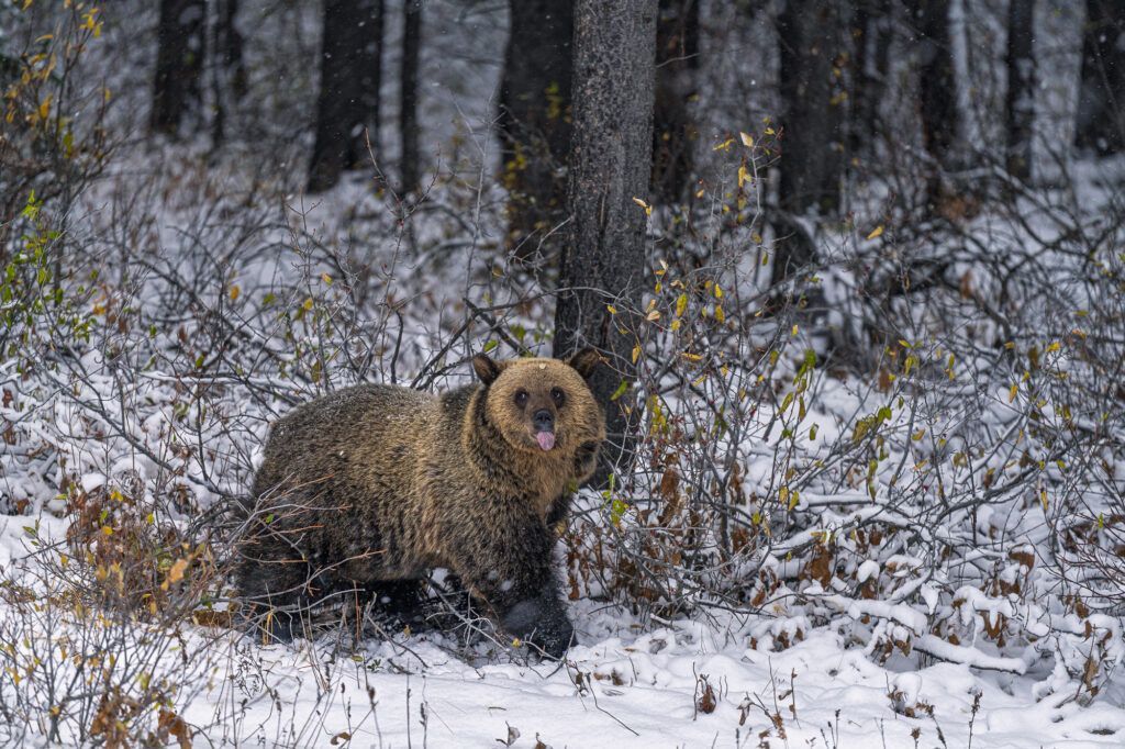 viaje fotografico canada fauna