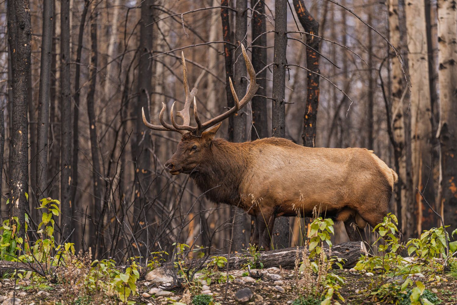 viaje fotografico canada fauna