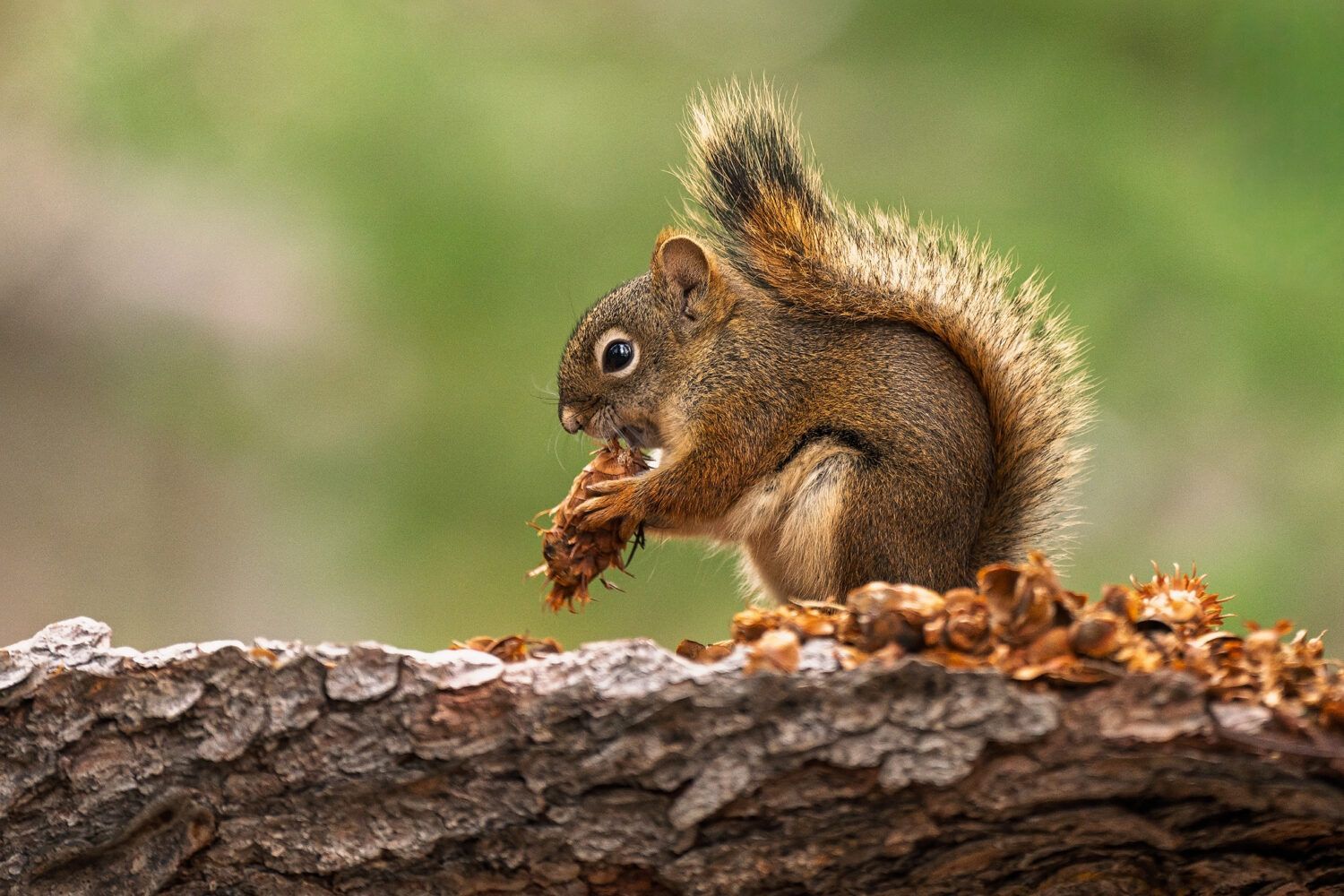 viaje fotografico canada fauna
