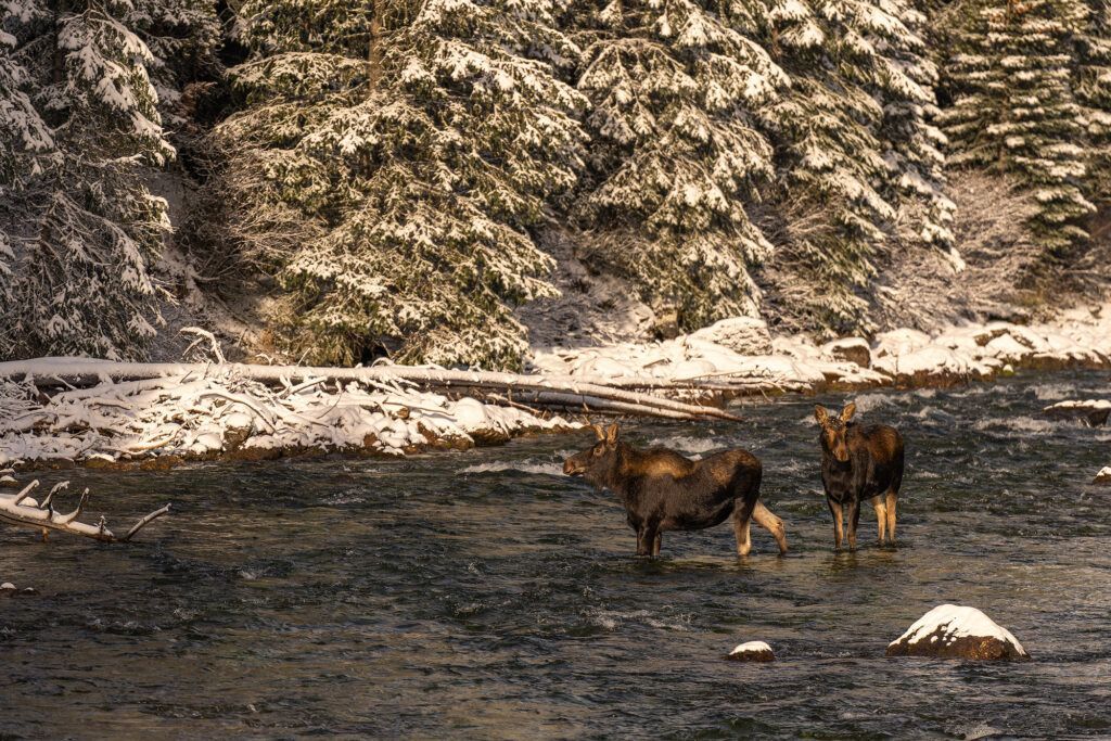 alces jasper viaje fotografico canada