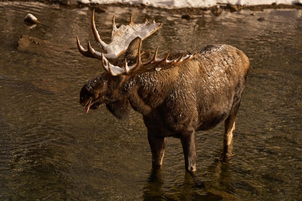 alce americano viaje fotografico canada fauna
