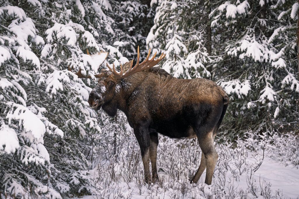 viaje fotografico canada fauna