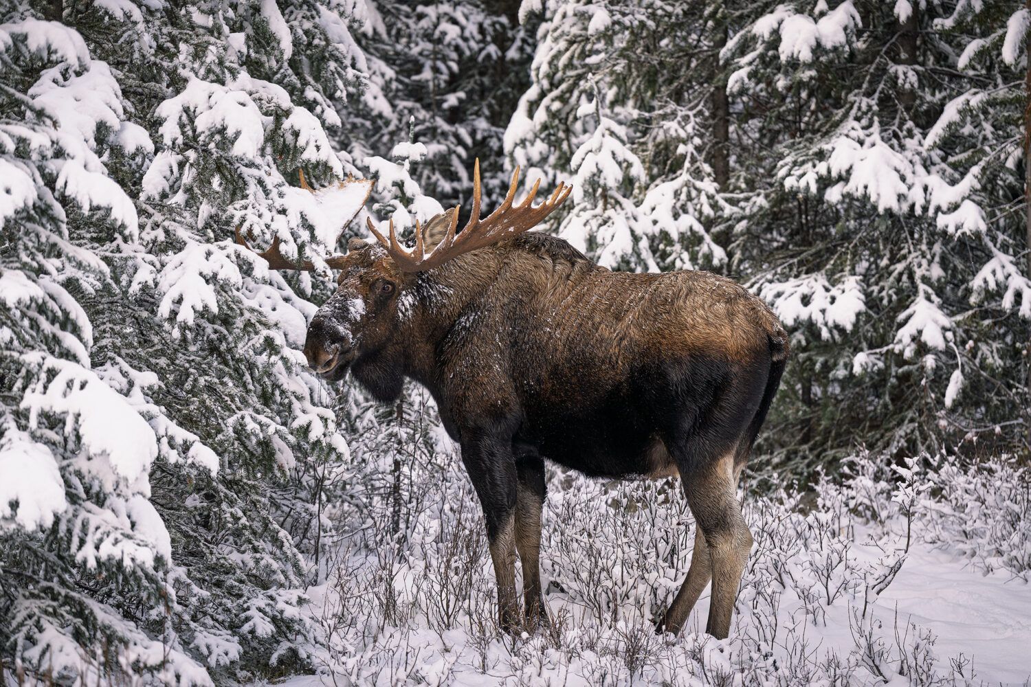 viaje fotografico canada fauna