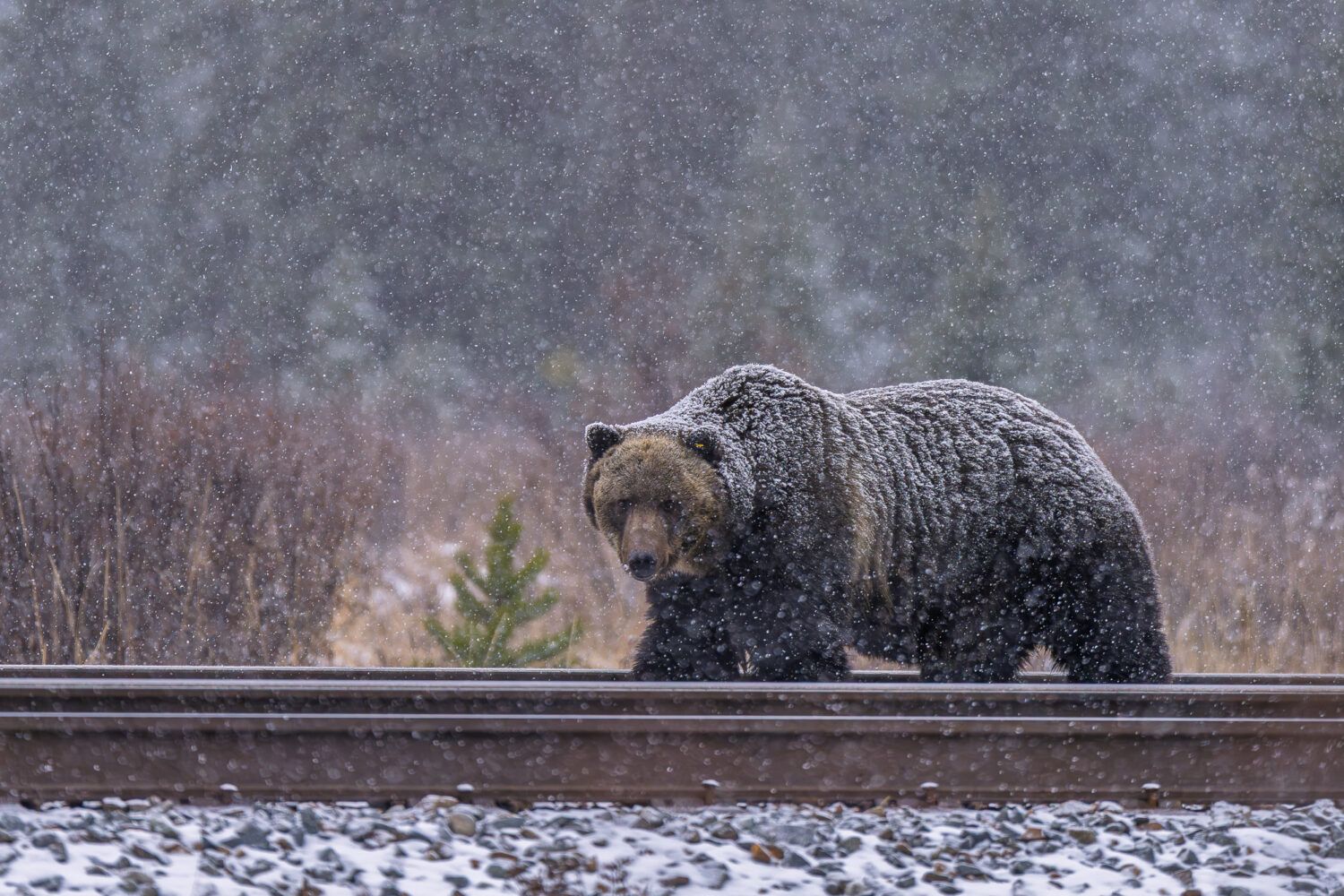 oso grizzly viaje fotografico canada fauna