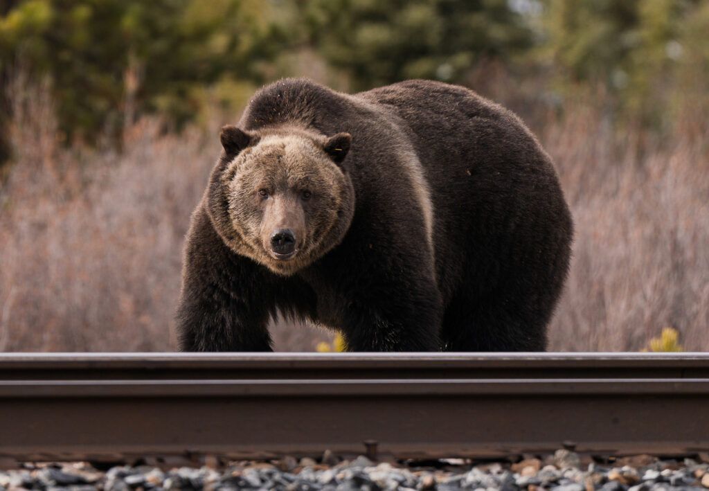 oso grizzly viaje fotografico canada fauna