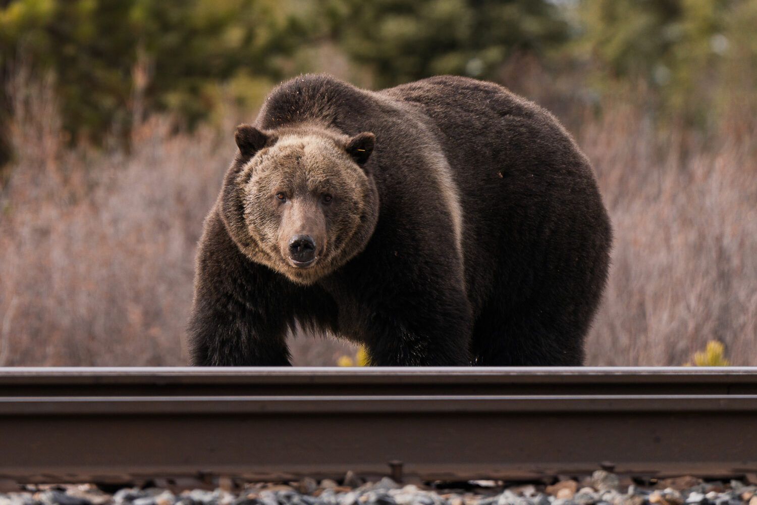 oso grizzly viaje fotografico canada fauna
