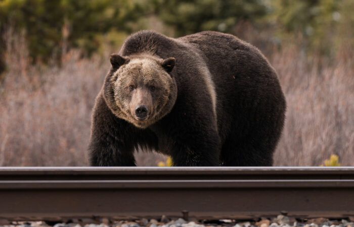 oso grizzly viaje fotografico canada fauna