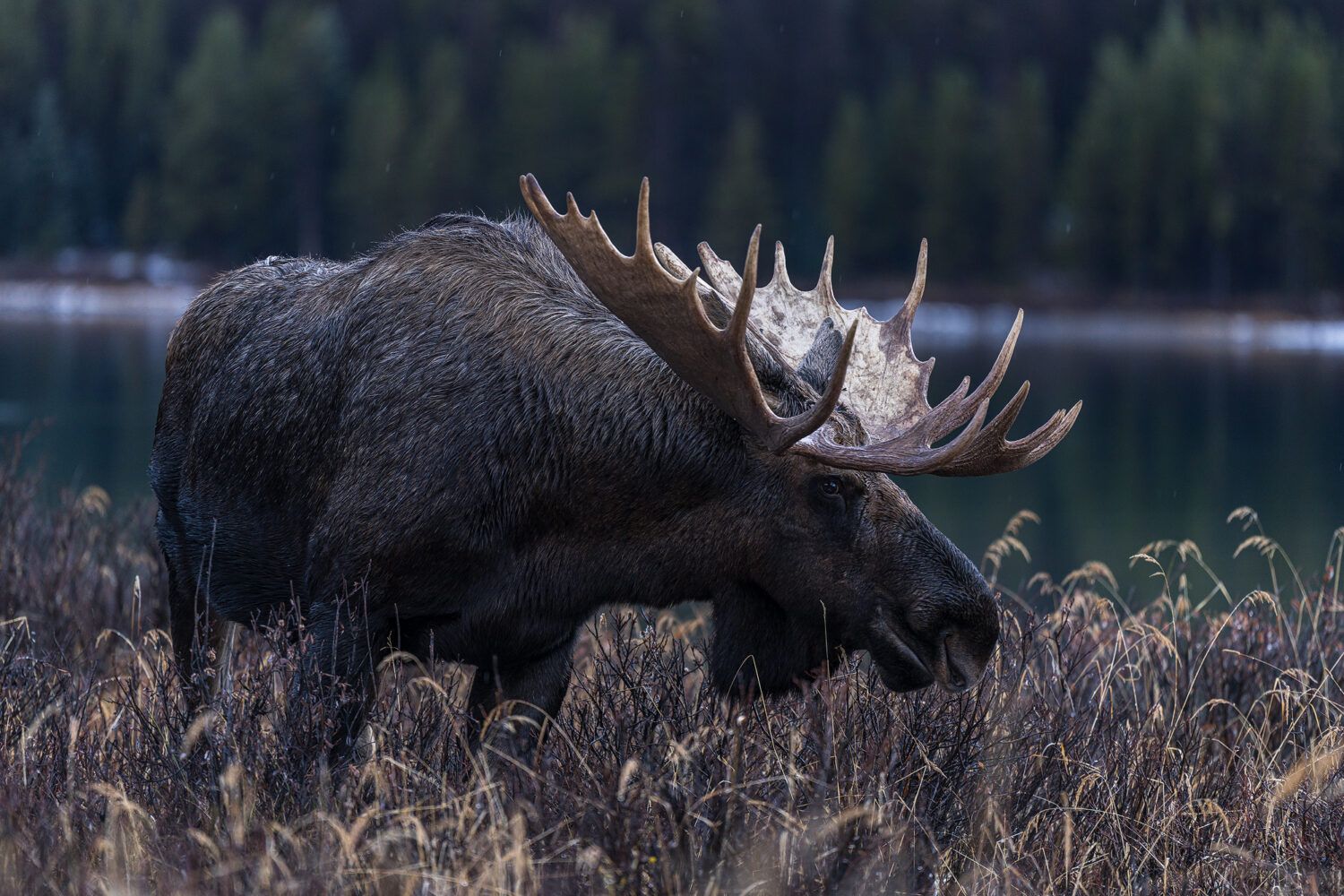 viaje fotografico canada fauna