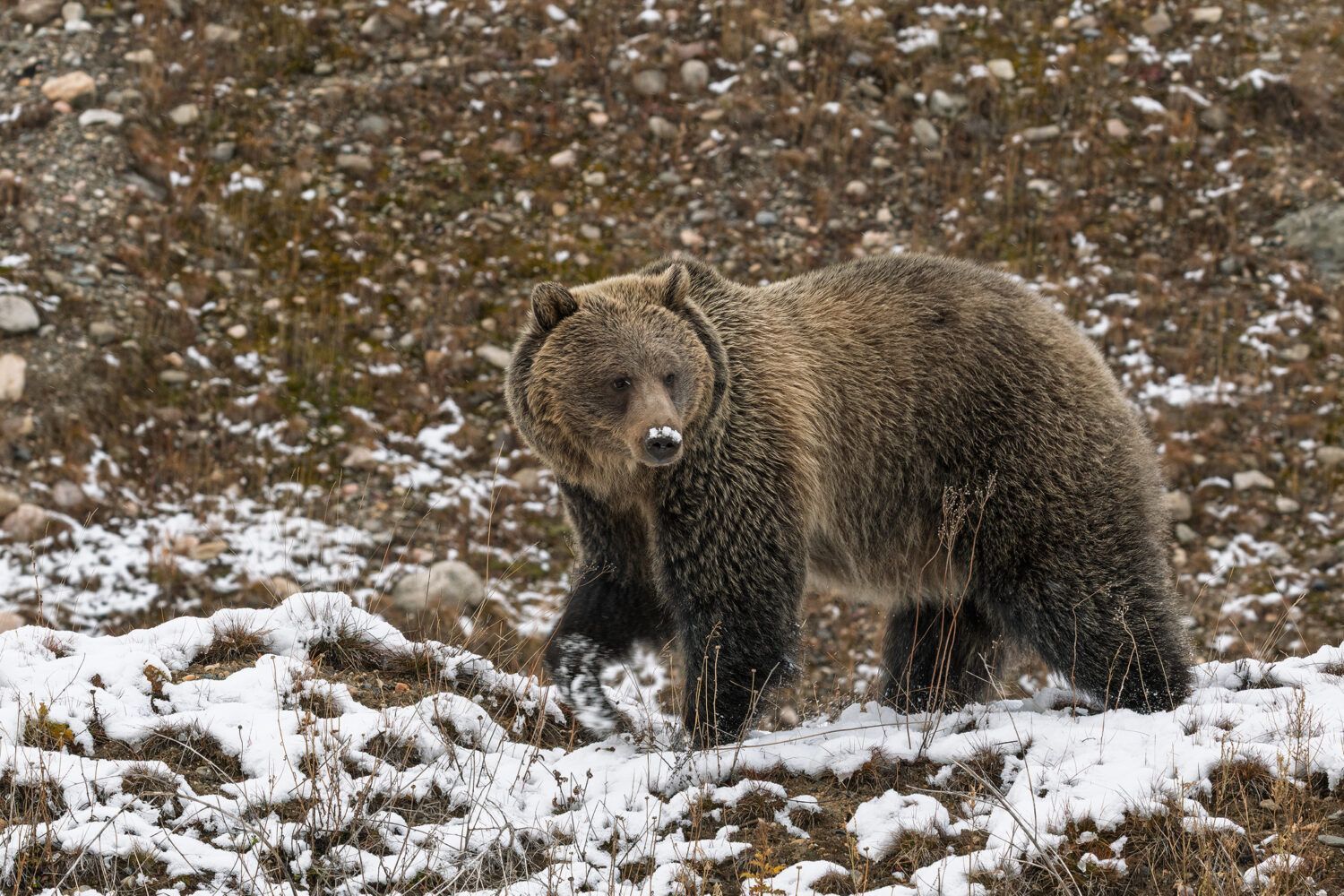 viaje fotografico canada fauna