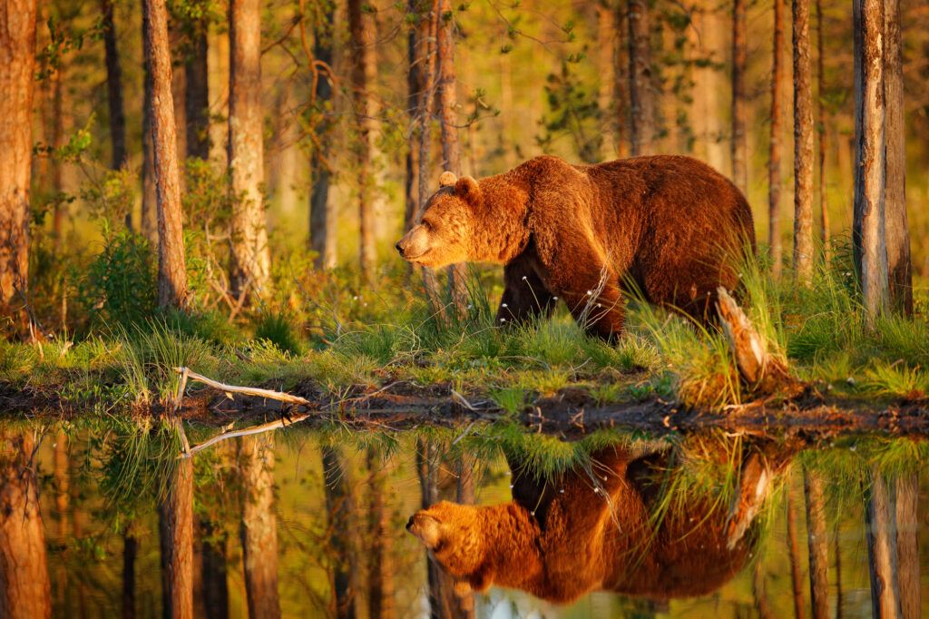viaje fotografico osos finlandia