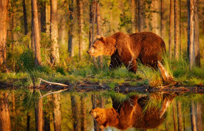 viaje fotografico osos finlandia