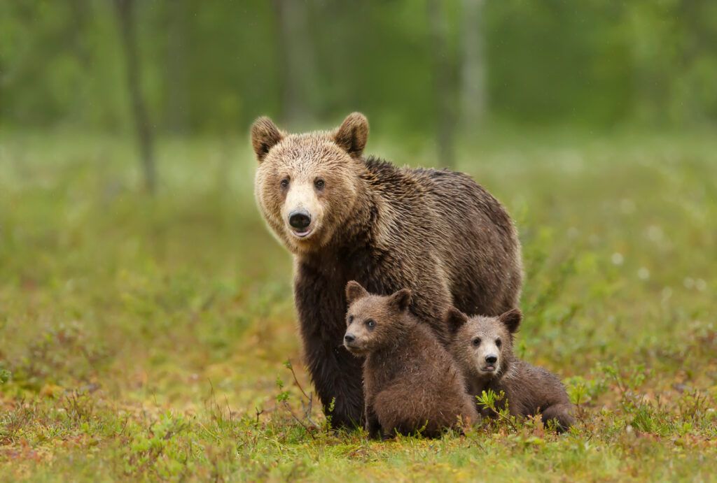 viaje fotografico osos finlandia