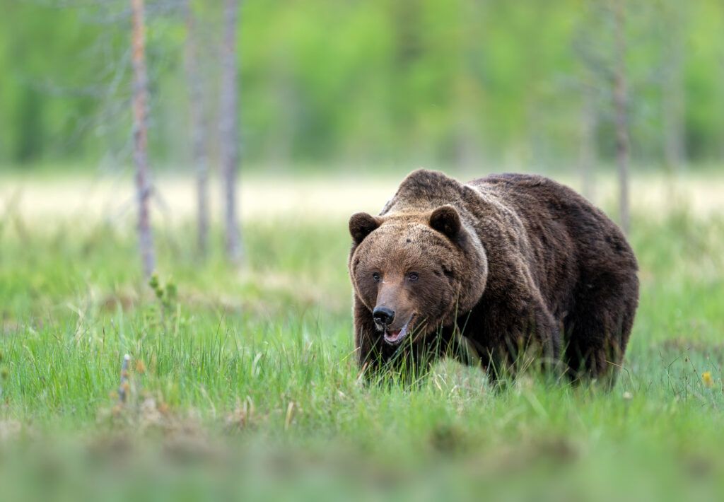viaje fotografico osos finlandia