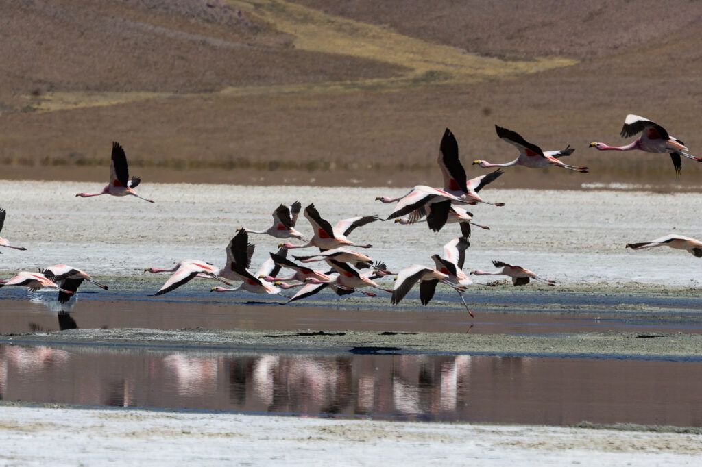 flamencos al vuelo en salar